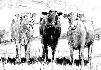 Phil Babb's Wildlife / Animals storyboard art