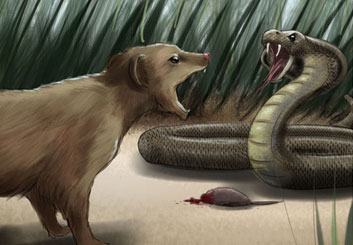 Jeremiah Wallis's Wildlife / Animals storyboard art